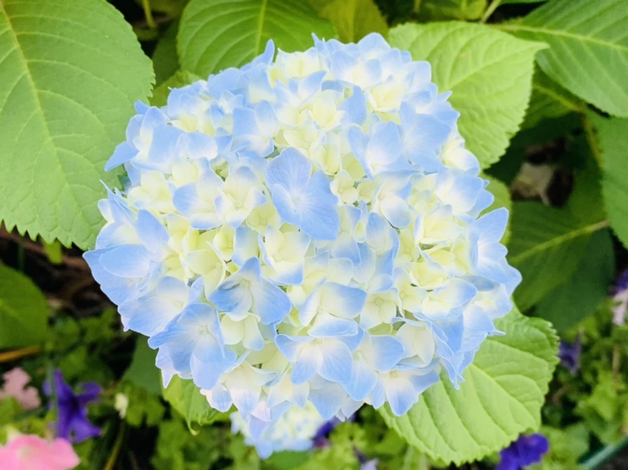 IMG_3022.jpg?type=w966