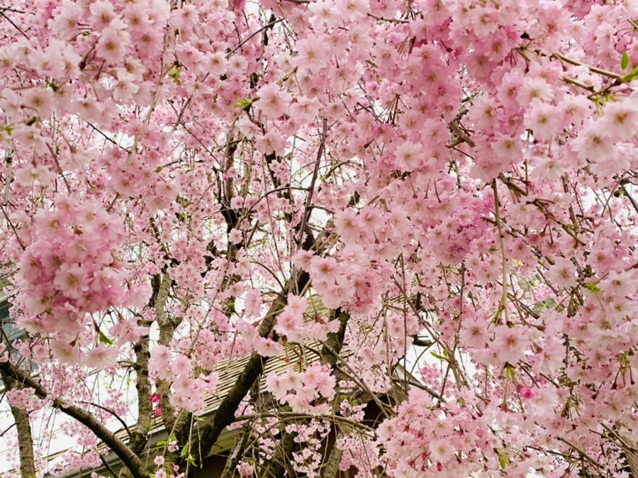 IMG_2115.jpg?type=w966