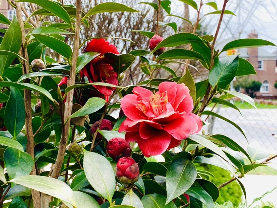 IMG_6632.jpg?type=w966