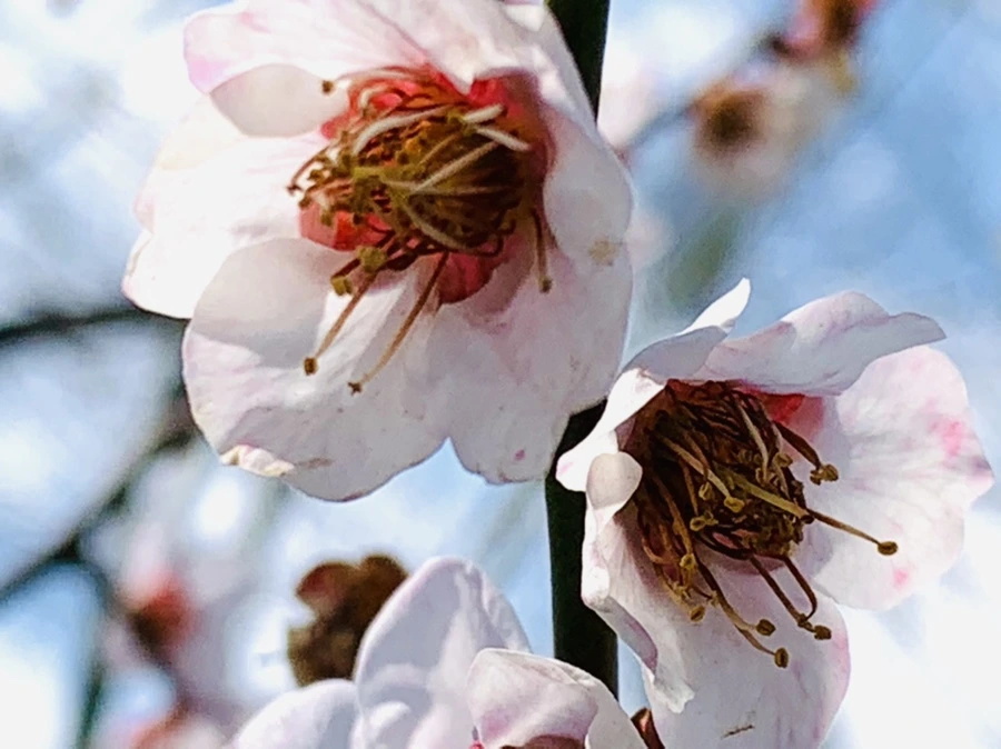 IMG_4249.jpg?type=w966