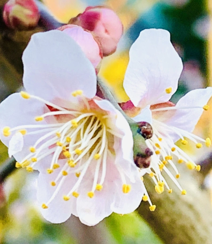 IMG_0828.jpg?type=w966