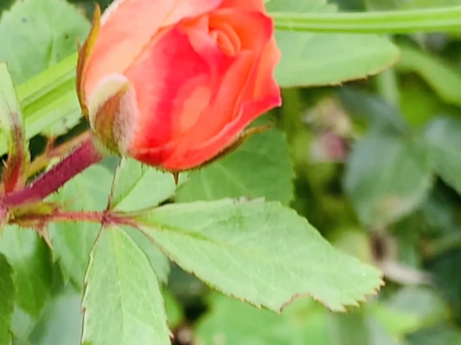 IMG_6055.jpg?type=w966