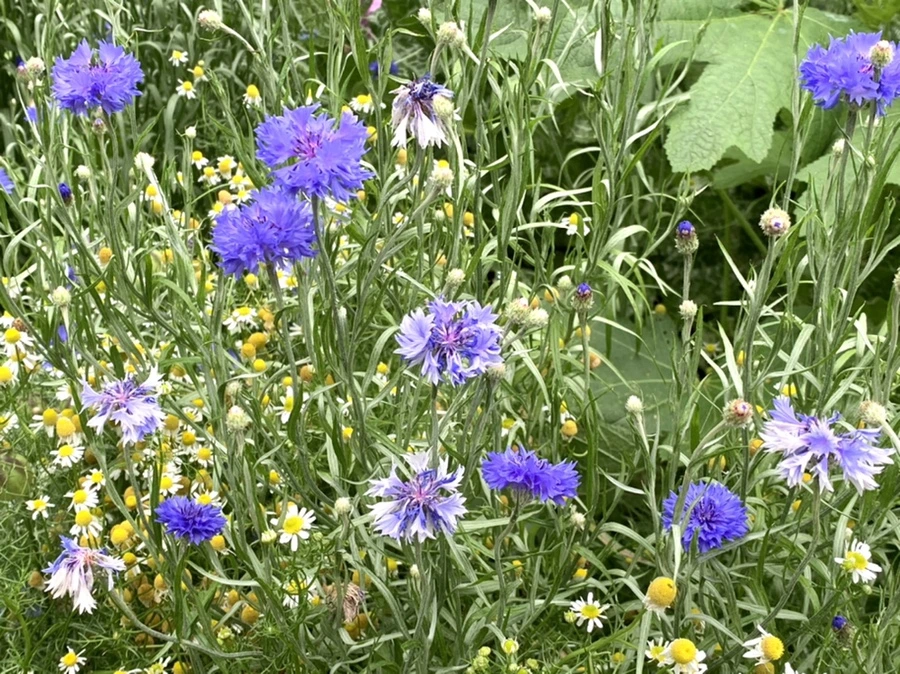 IMG_2967.jpg?type=w966