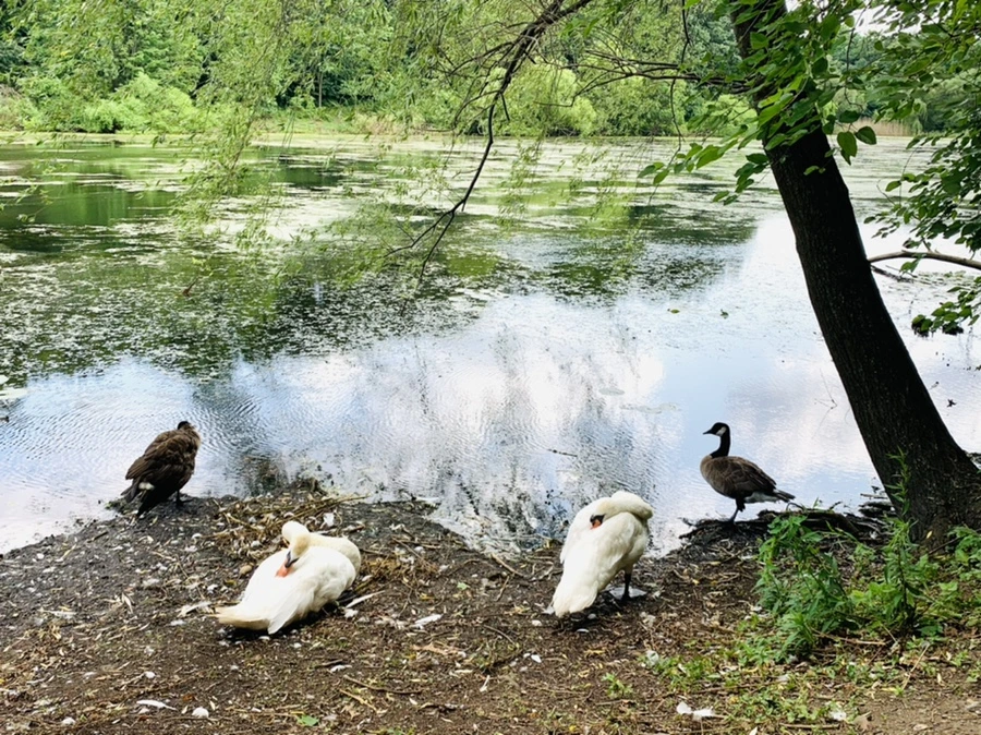 IMG_7517.jpg?type=w966