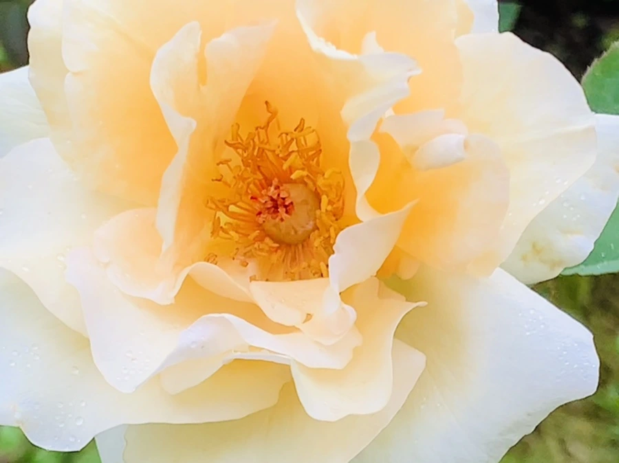 IMG_7914.jpg?type=w966