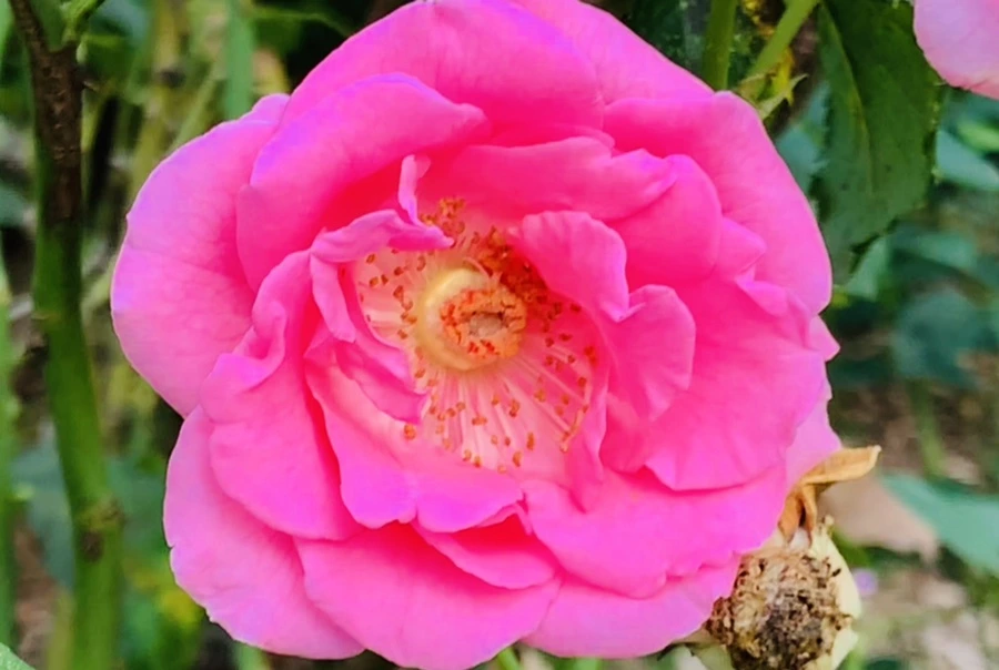 IMG_1234.jpg?type=w966