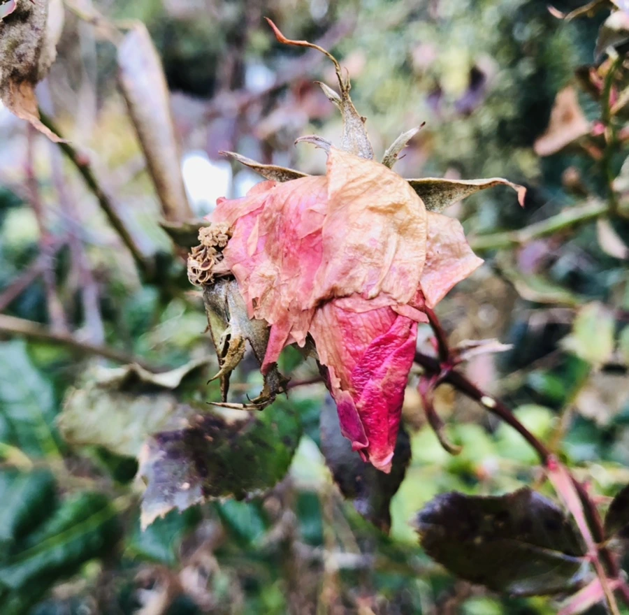 IMG_8777.jpg?type=w966