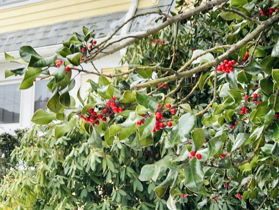 IMG_2672.jpg?type=w966