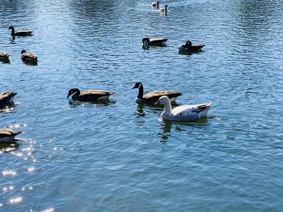 IMG_0017.jpg?type=w966