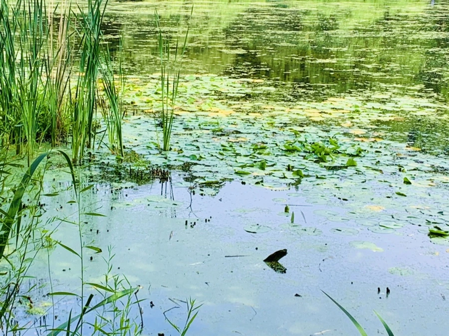 IMG_1210.jpg?type=w966