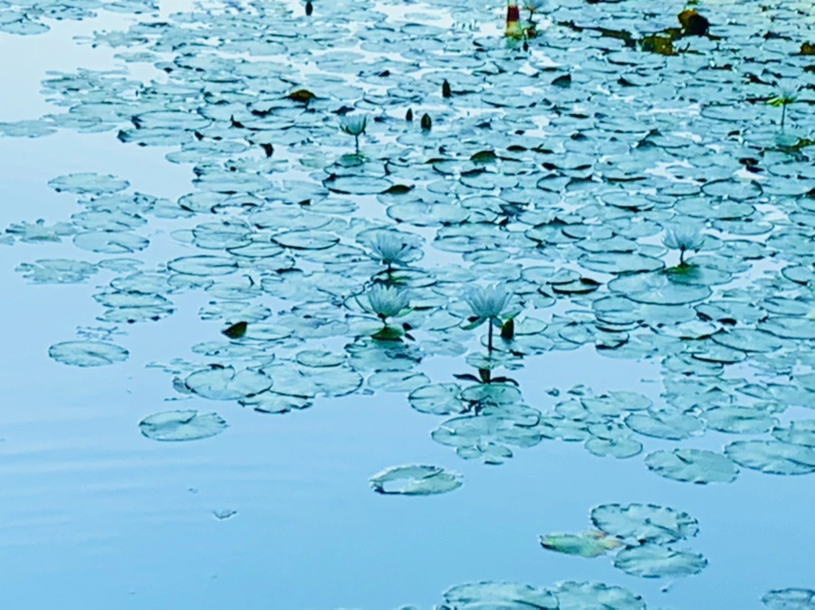 IMG_1085.jpg?type=w966