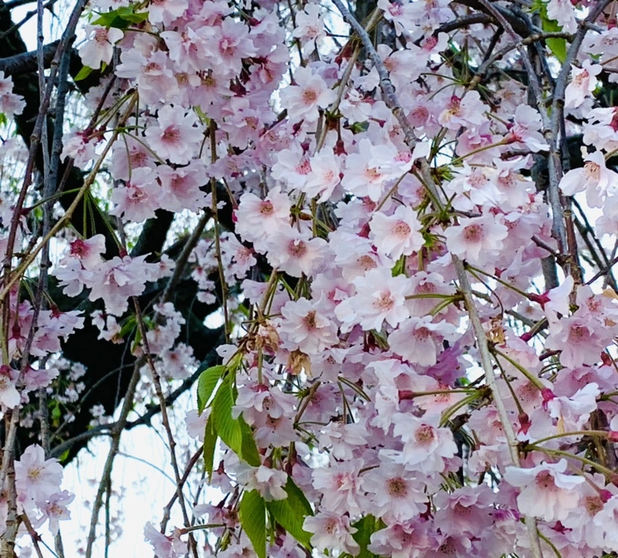 IMG_4899.jpg?type=w966