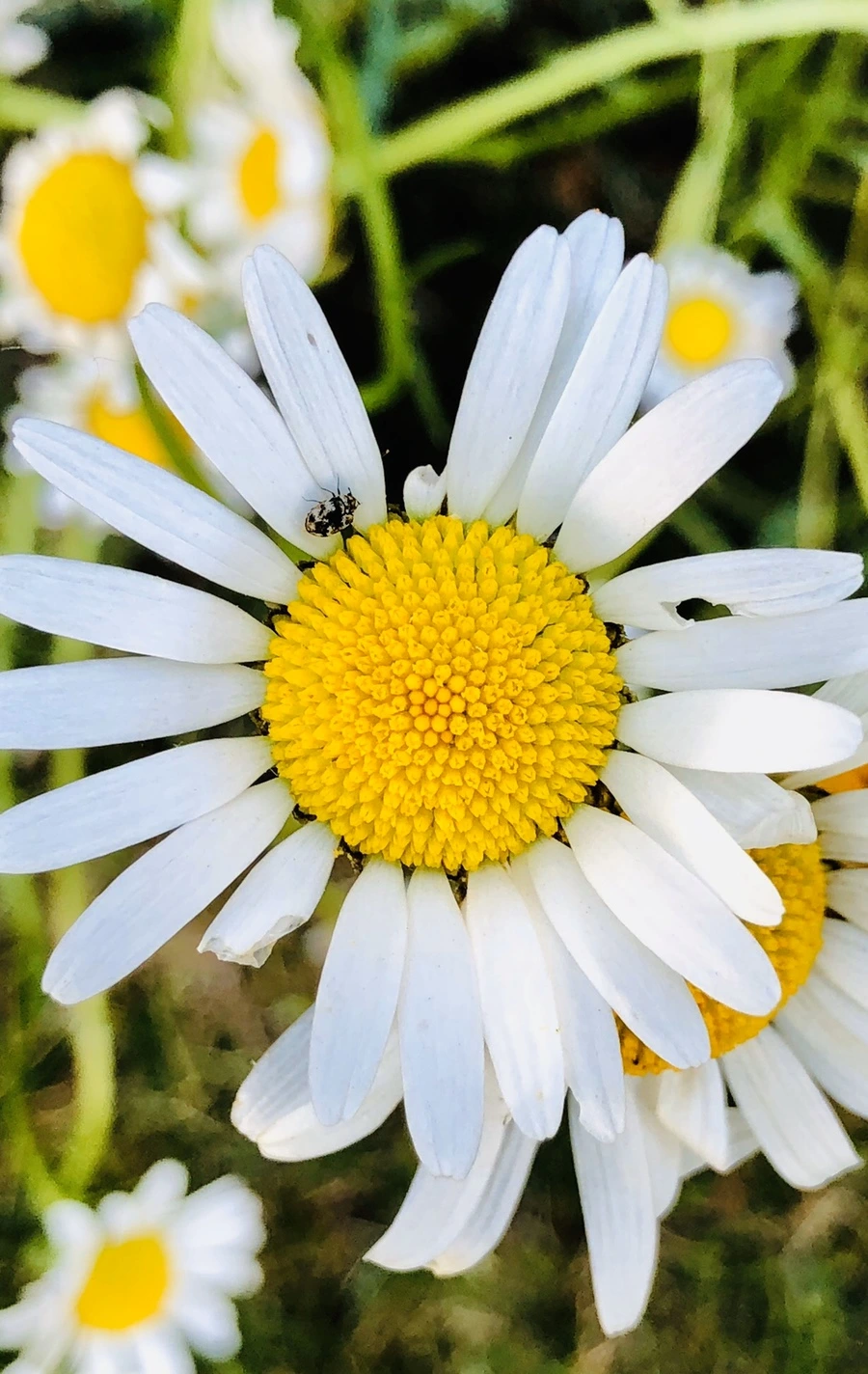 IMG_8611.jpg?type=w966