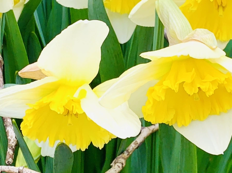 IMG_3684.jpg?type=w966