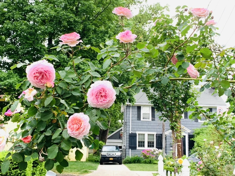 IMG_5928.jpg?type=w966