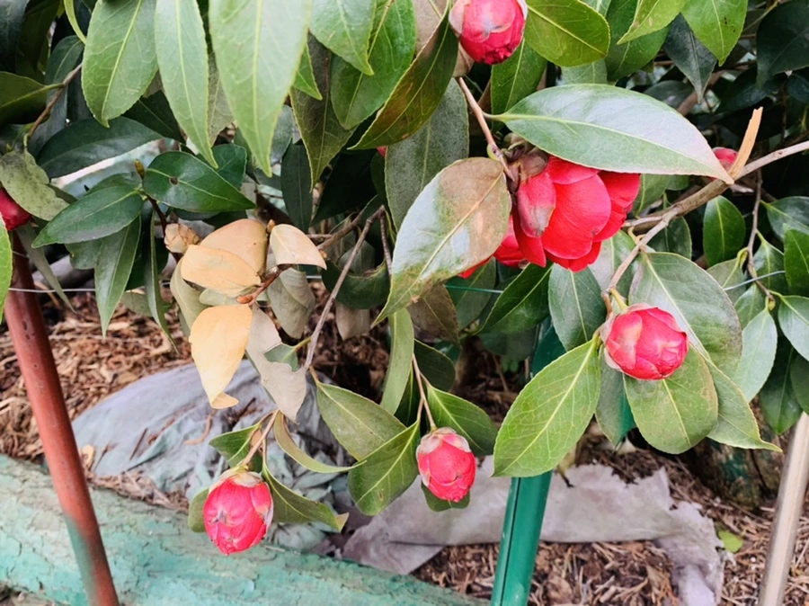 IMG_6617.jpg?type=w966