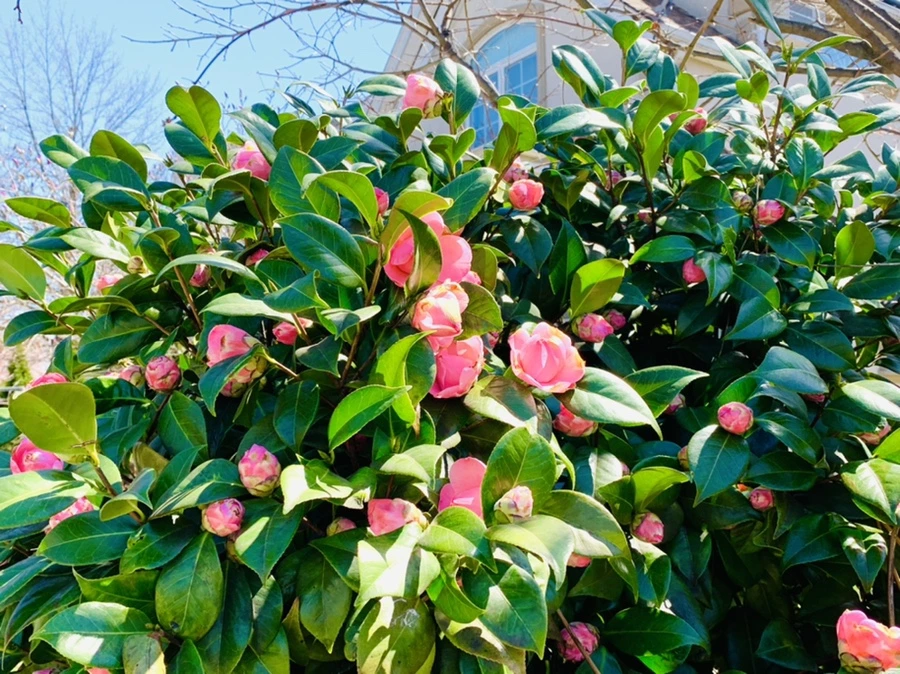 IMG_7810.jpg?type=w966