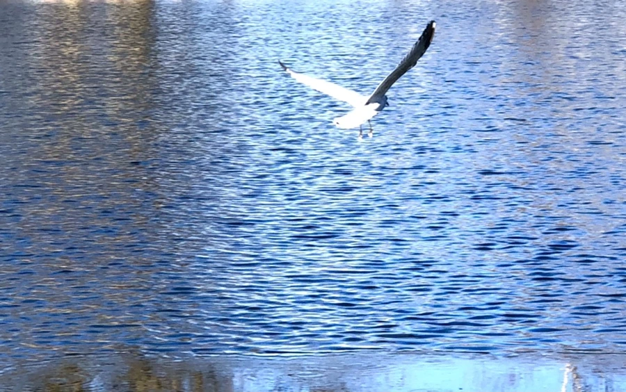 IMG_0548.jpg?type=w966