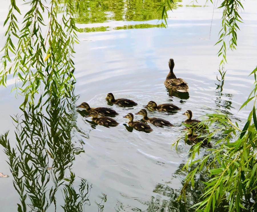 IMG_3151.jpg?type=w966