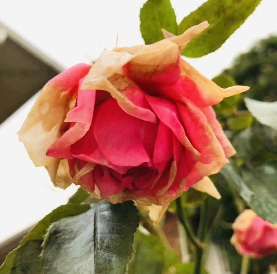 IMG_8181.jpg?type=w966