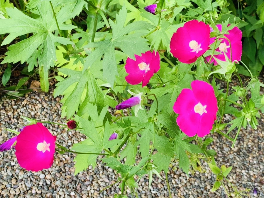 IMG_2665.jpg?type=w966