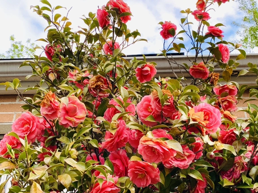 IMG_7766.jpg?type=w966