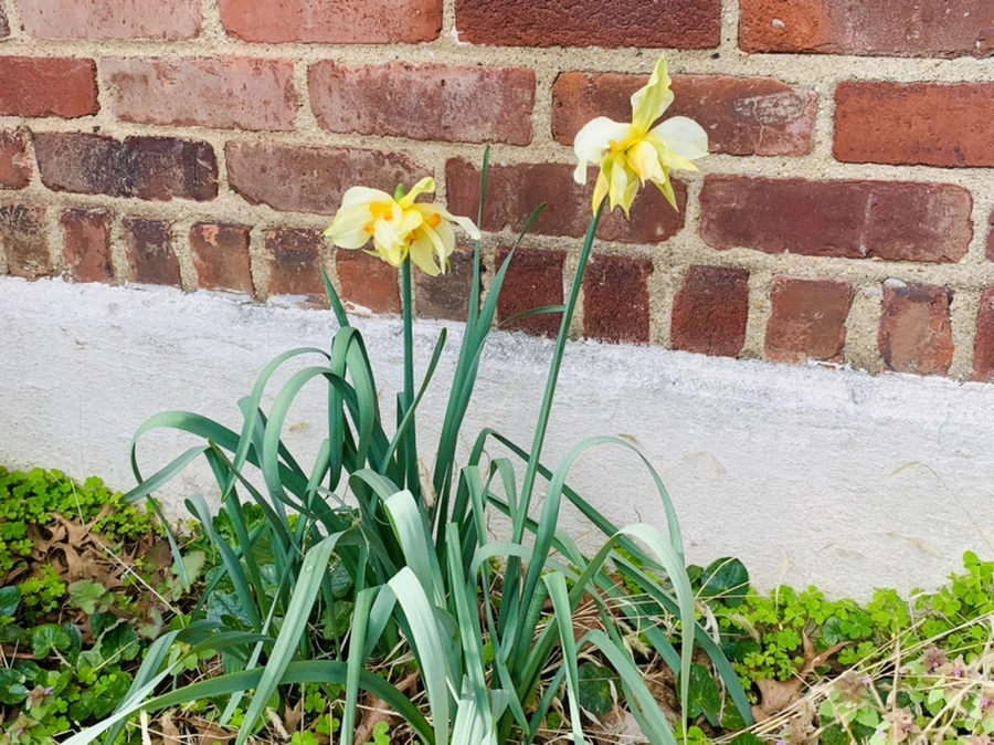 IMG_6374.jpg?type=w966