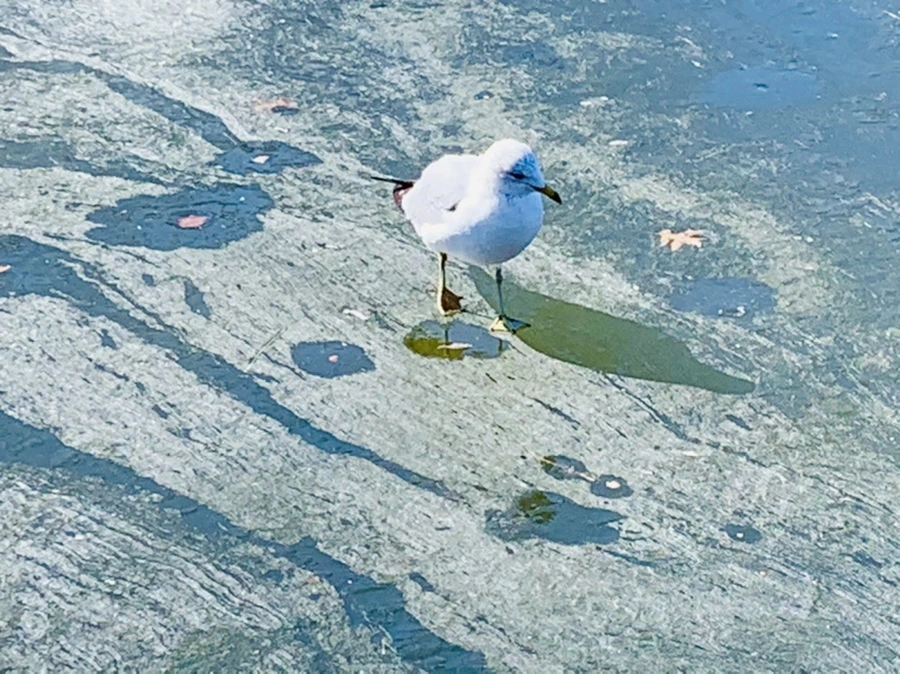 IMG_9053.jpg?type=w966