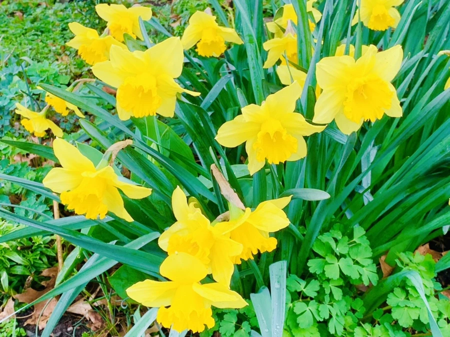 IMG_6203.jpg?type=w966