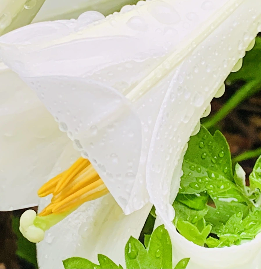 IMG_0126.jpg?type=w966