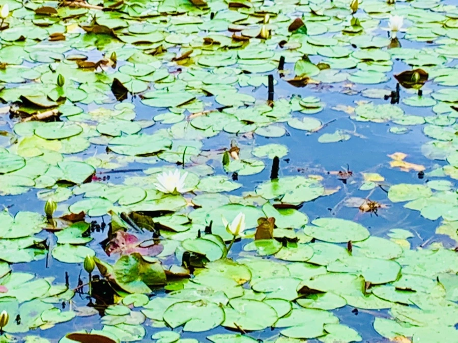 IMG_5197.jpg?type=w966