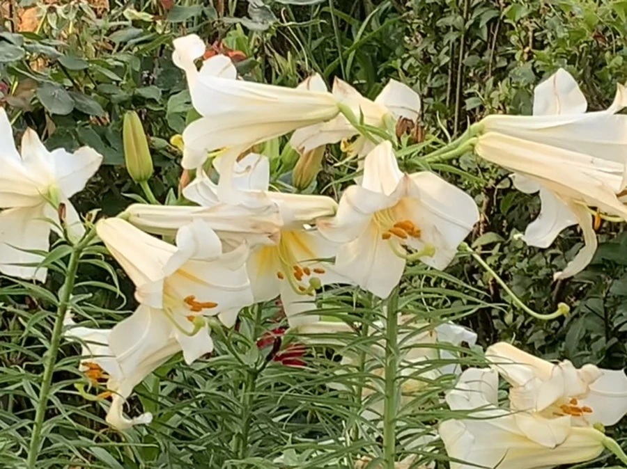 IMG_5944.jpg?type=w966