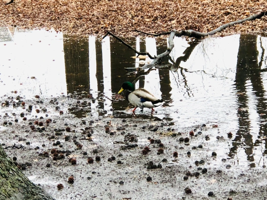 IMG_5661.jpg?type=w966