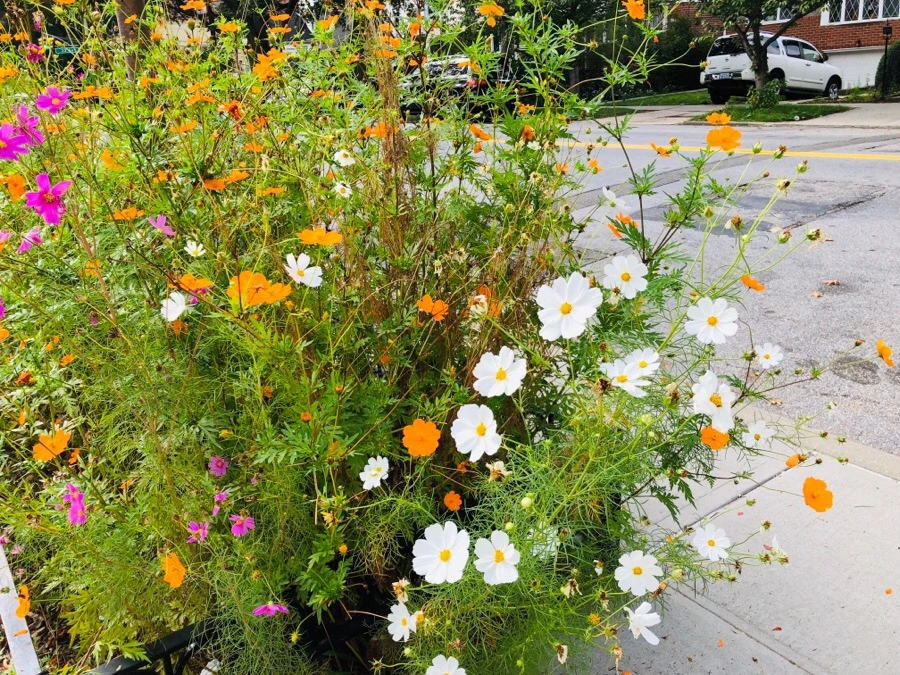 IMG_6751.jpg?type=w966