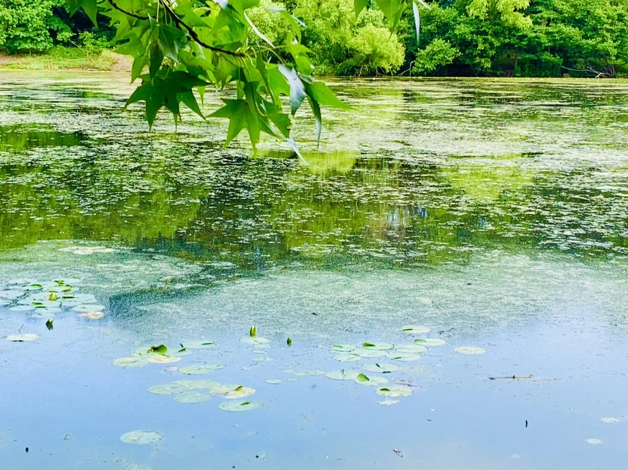 IMG_7496.jpg?type=w966