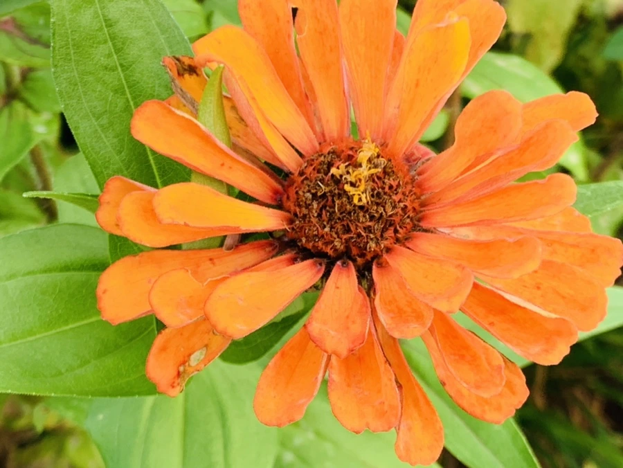 IMG_7002.jpg?type=w966