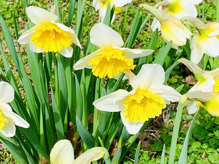 IMG_6368.jpg?type=w966