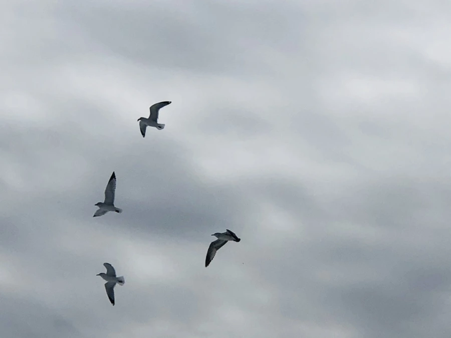 IMG_2478.jpg?type=w966