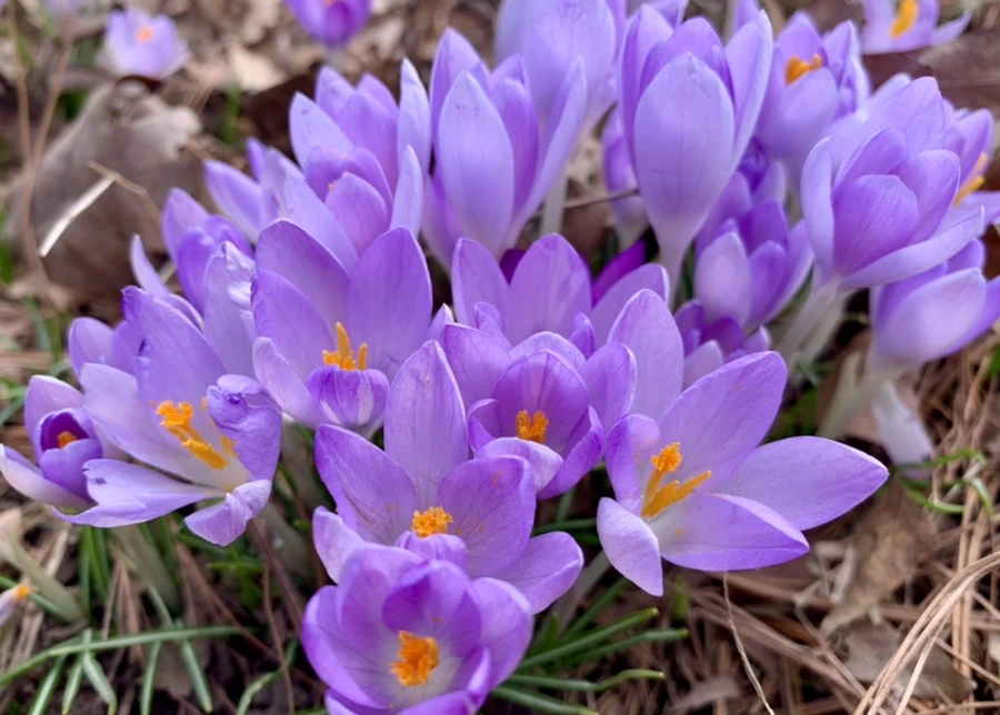 IMG_0429.jpg?type=w966