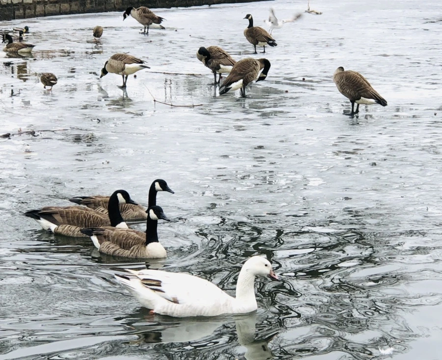 IMG_6201.jpg?type=w966