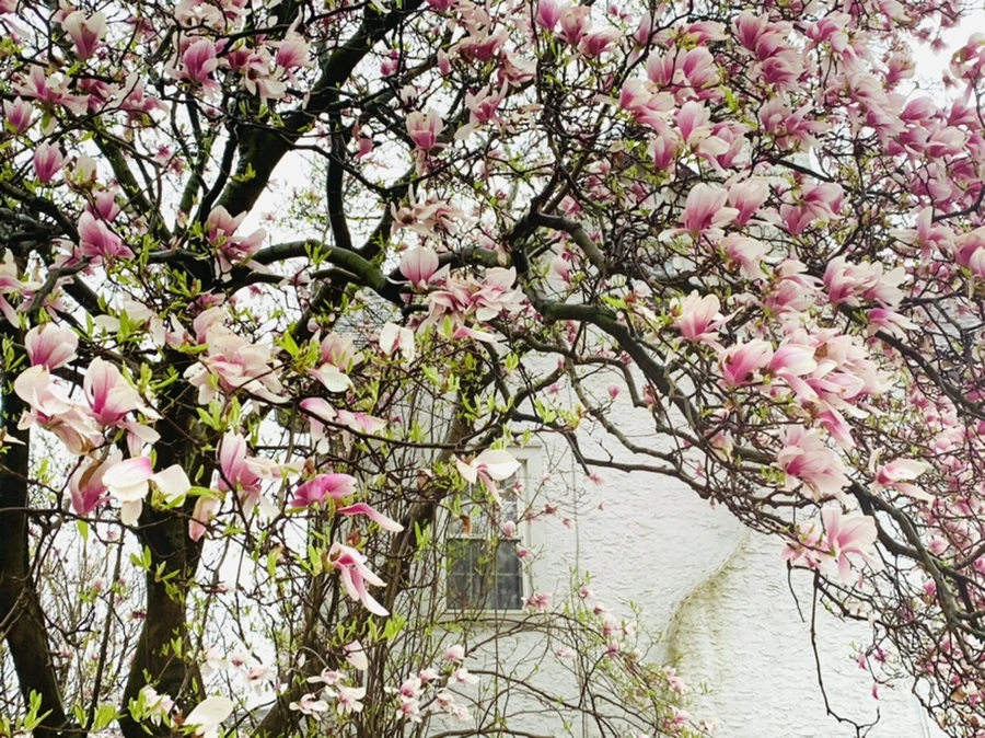 IMG_2243.jpg?type=w966