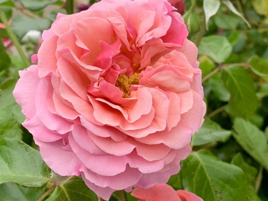 IMG_6087.jpg?type=w966