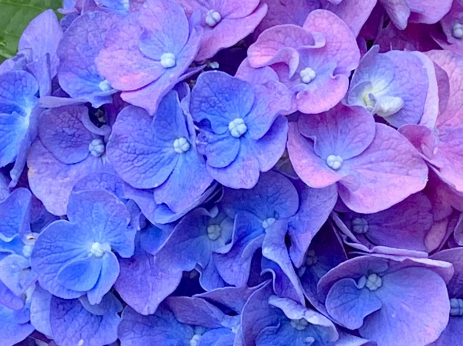 IMG_1040.jpg?type=w966