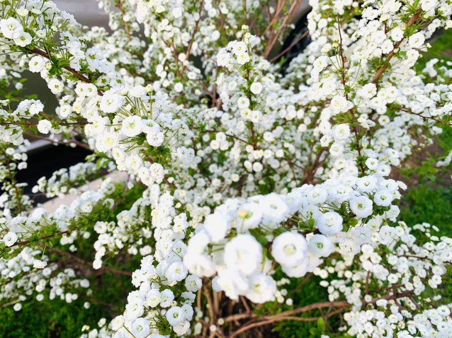 IMG_3134.jpg?type=w966