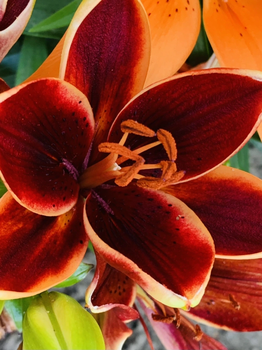 IMG_4820.jpg?type=w966