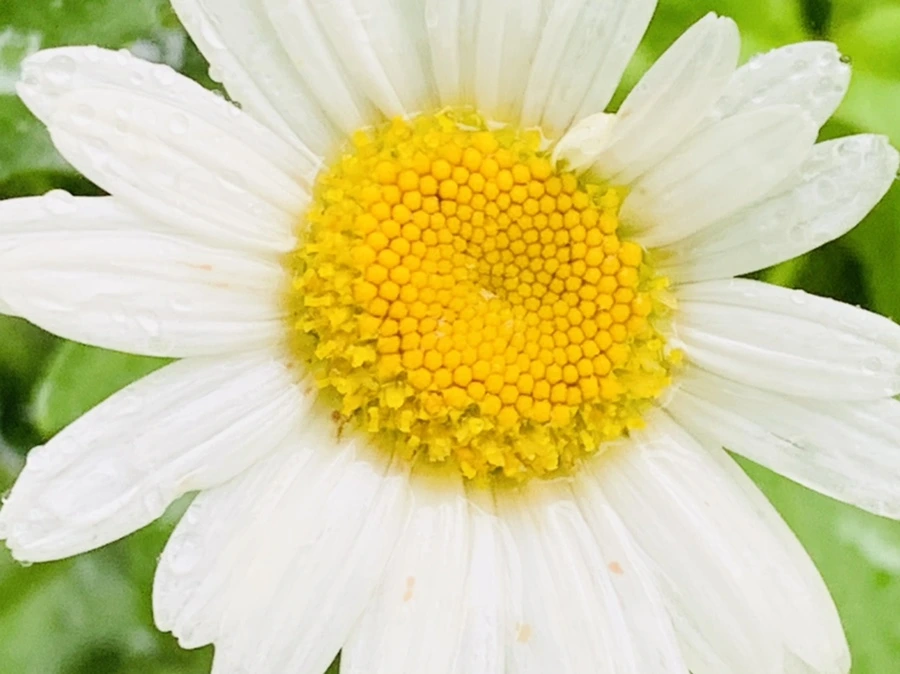 IMG_0170.jpg?type=w966