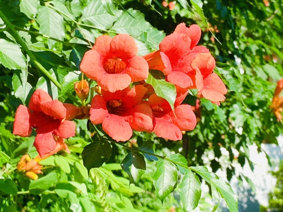 IMG_8710.jpg?type=w966