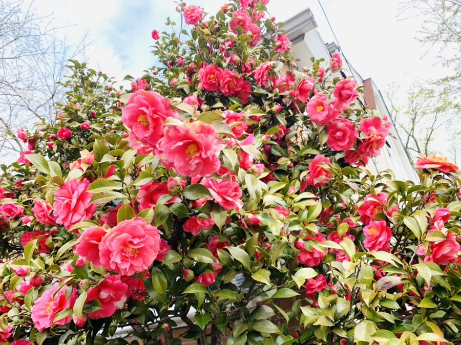 IMG_2913.jpg?type=w966