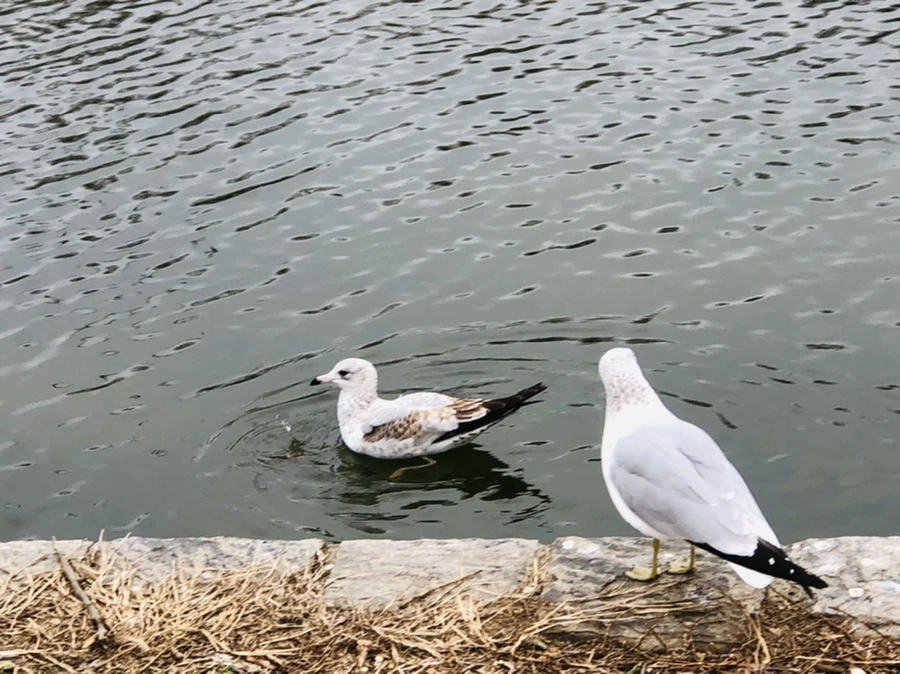 IMG_3310.jpg?type=w966