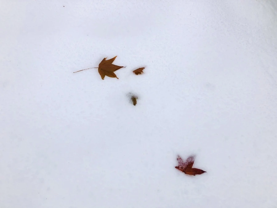 IMG_7582.jpg?type=w966